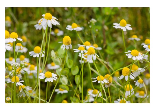 Herb Seeds - Chamomile (Asteraceae)