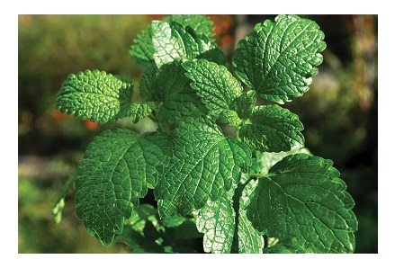 Herb Seeds - Peppermint (Mentha ×piperita)