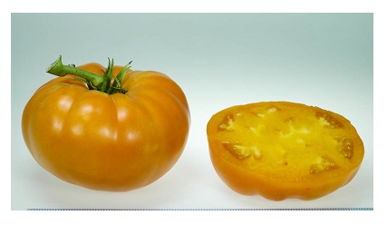 Amana Orange Tomato