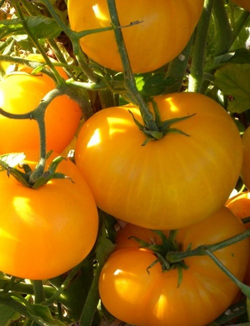 Azoychka Tomato