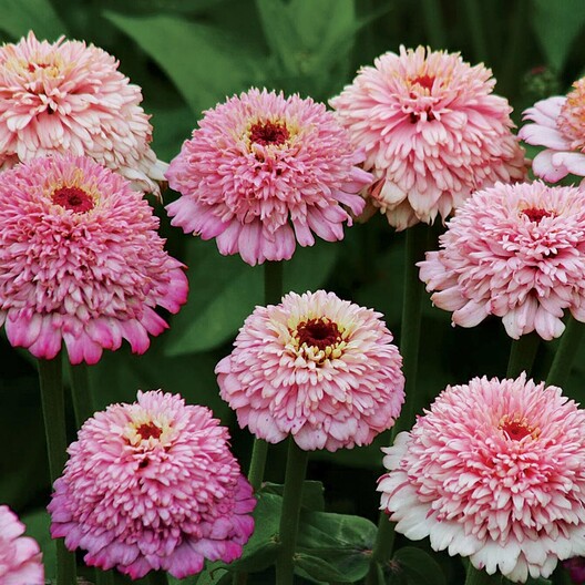 Zinnia Seeds - Zinderella Lilac