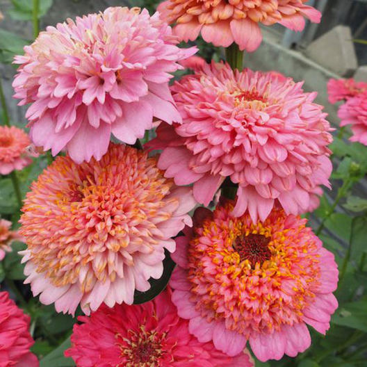 Zinnia Seeds - Zinnia Seeds - Cupcakes Pink Mix