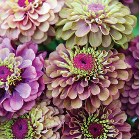 Zinnia Seeds - Queen Lime Red