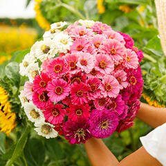 Zinnia Seeds - Show Stopper Mix