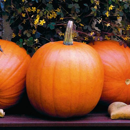Pumpkin Seeds - Jack OLantern