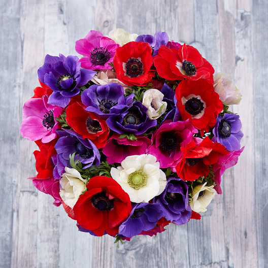 Anemone Bulbs (Spring-Planted) - De Caen Mix