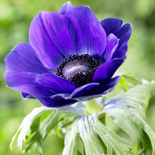 Anemone Bulbs (Spring-Planted) - De Caen Blue