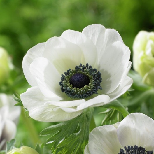 Anemone Bulbs (Spring-Planted) - De Caen White
