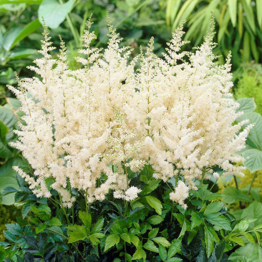 Astilbe Roots - Diamant