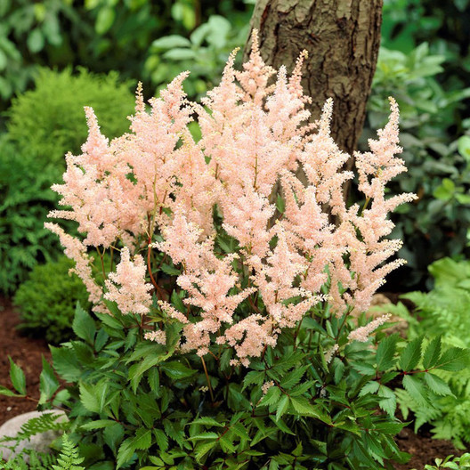 Astilbe Roots - Peach Blossom