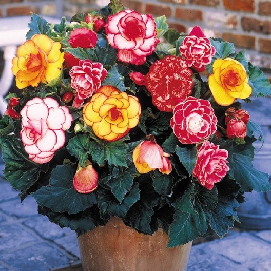 Begonia Tubers - Picotee Mix