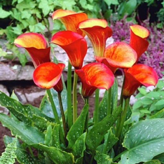 Calla Lily Bulbs - Flame