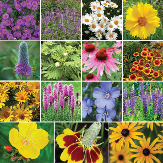 Midwest All Perennial Wildflower Seed Mix
