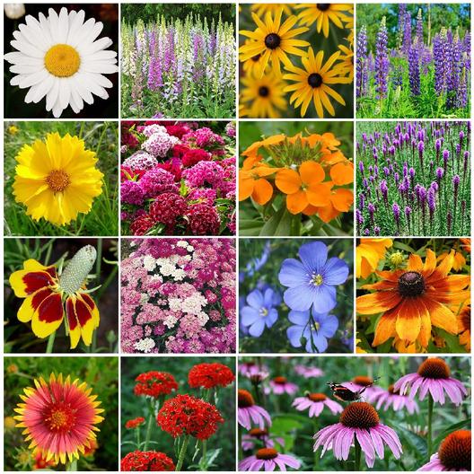 All Perennial Wildflower Seed Mix