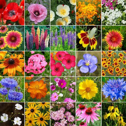 Midwest Wildflower Seed Mix
