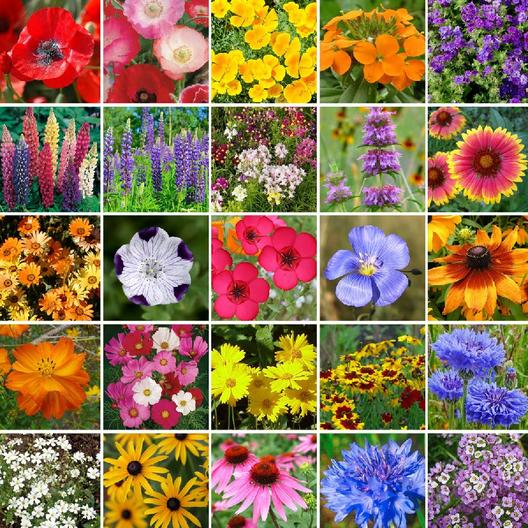 Southeast Wildflower Seed Mix