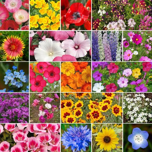 All Annual Wildflower Seed Mix