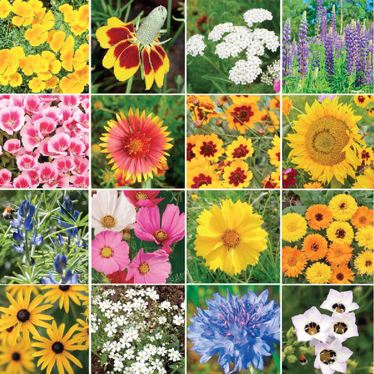 Bird & Butterfly Wildflower Seed Mix