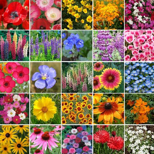 Pacific Northwest Wildflower Seed Mix