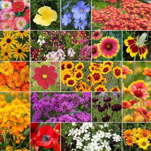 Dry Area Wildflower Seed Mix