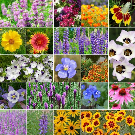North American Native Wildflower Seed Mix