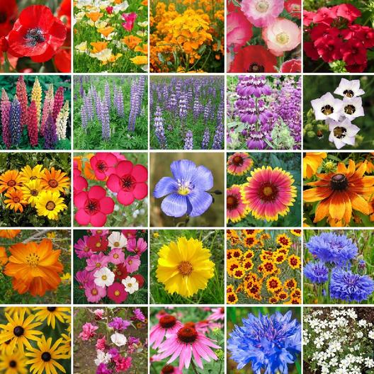 Southwest Wildflower Seed Mix