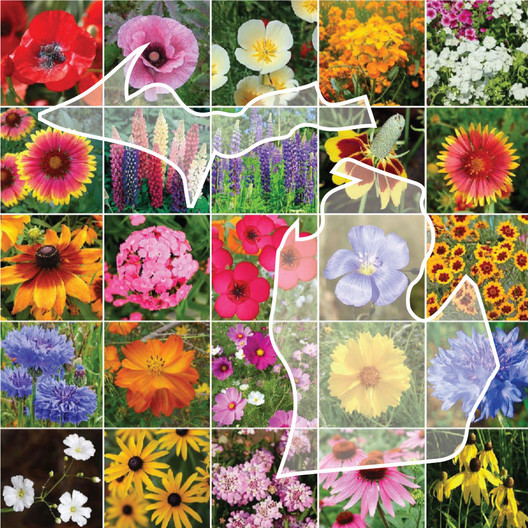 Michigan Wildflower Seed Mix