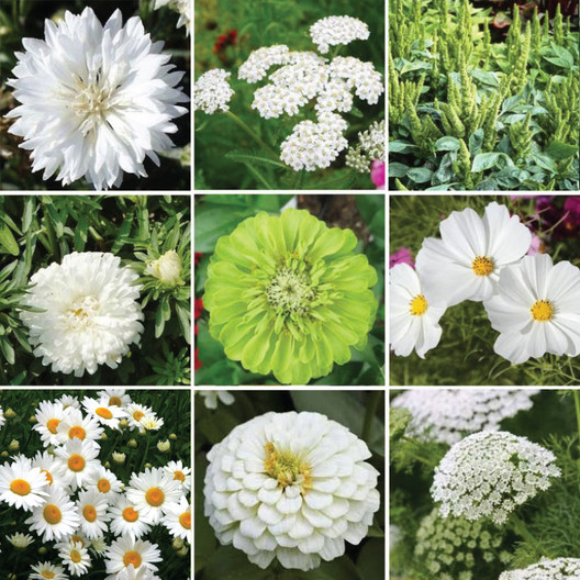Green with Envy Flower Seed Mix