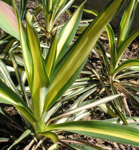 Yucca Species, Adams Needle, Needle-Palm, Spoonleaf Yucca