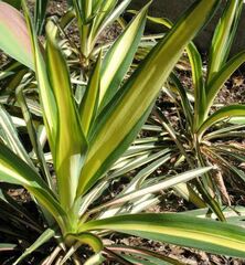 Yucca Species, Adam's Needle, Needle-Palm, Spoonleaf Yucca