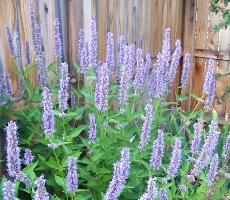 Agastache, Anise-Hyssop, Hummingbird Mint Blue Fortune