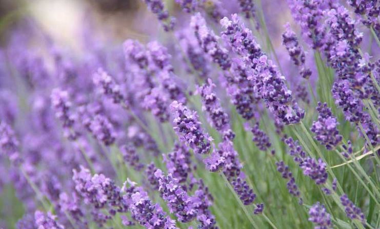 Lavandula Species, English Lavender, True Lavender
