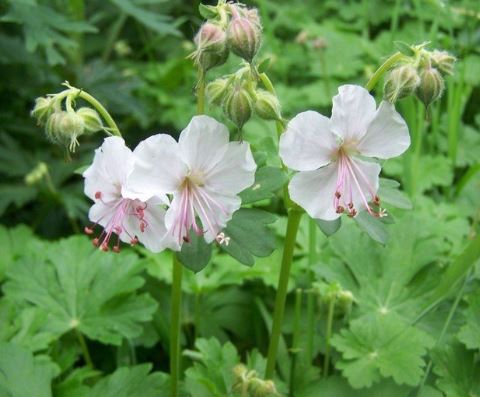 Geranium, Dwarf Cranesbill, Hardy Geranium Biokovo