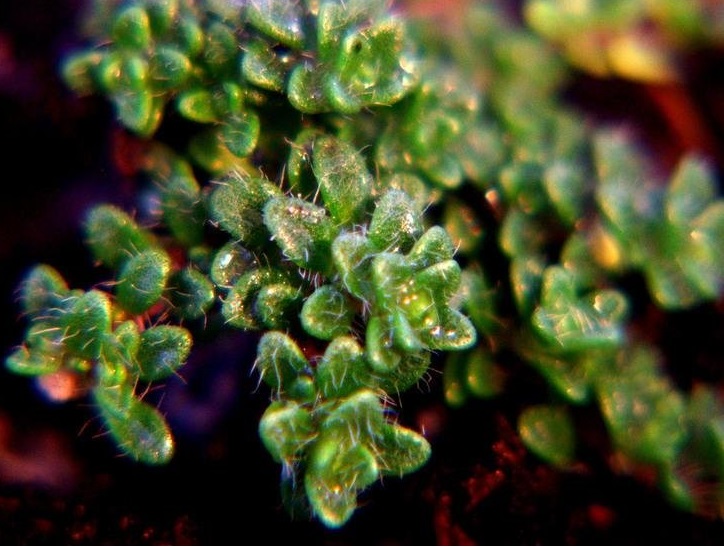 Thymus, Creeping Thyme, Elfin Thyme Elfin