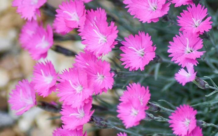 Dianthus, Cheddar Pinks Firewitch