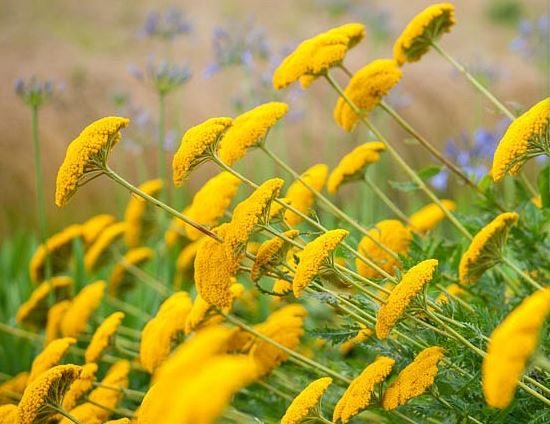Achillea, Greek Yarrow Moonshine
