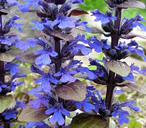 Ajuga, Bugle, Bugleweed, Carpet Bugle Bronze Beauty