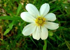 Melampodium Species, Arnica, Blackfoot Daisy, Plains Blackfoot, Rock Daisy
