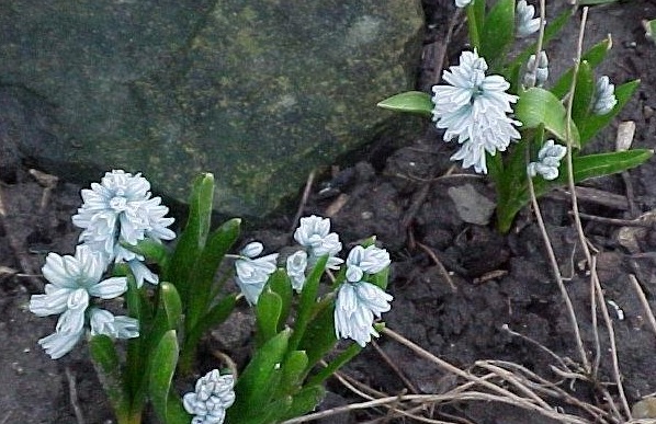 Striped Squill, Snowdrift, Early Stardrift