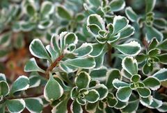 Phedimus, Creeping Sedum, Two-Row Stonecrop, Variegated Sedum 'Tricolor'