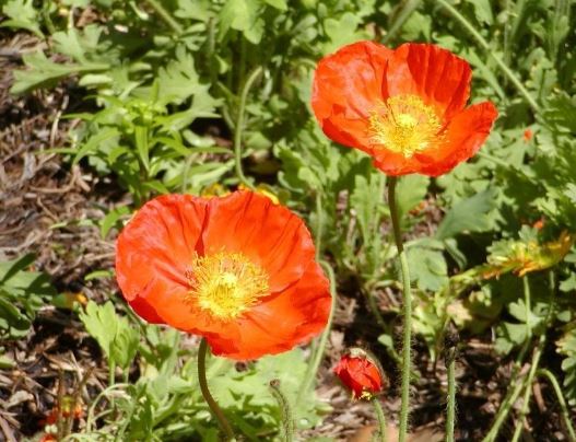 Papaver Species, Arctic Poppy, Iceland Poppy