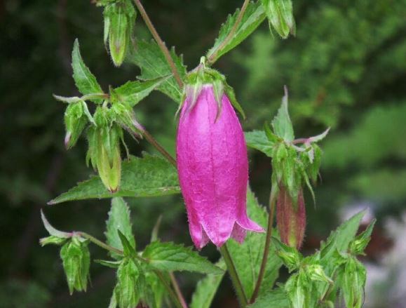 Campanula, Canterbury Bells, Spotted Bellflower Cherry Bells