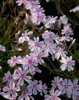Phlox, Creeping Phlox, Moss Phlox Candy Stripe