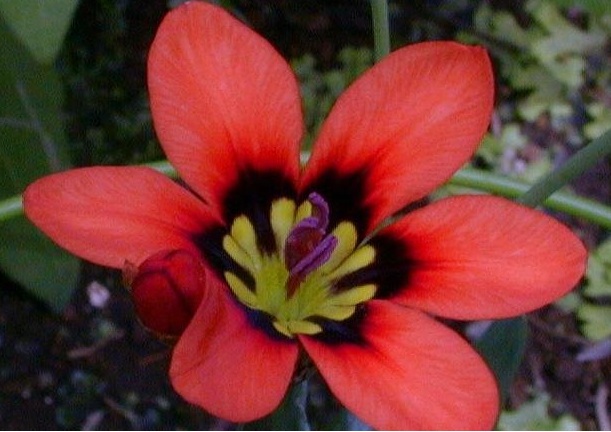Sparaxis Species, Harlequin Flower