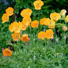 Papaver Species, Atlas Poppy, Double Atlas Poppy, Moroccan Poppy, Spanish Poppy