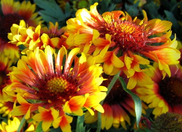 Gaillardia, Blanket Flower, Indian Blanket Fanfare
