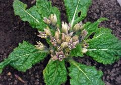 Mandragora Species, Devil's Apple, Dudaim, Love Apple, Mandrake