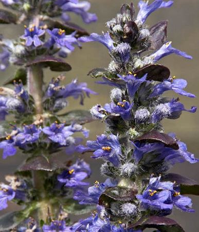 Ajuga, Bugle, Bugleweed, Carpet Bugle Catlins Giant