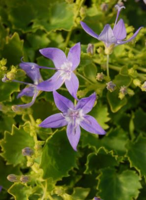 Campanula, Adriatic Bellflower Dicksons Gold