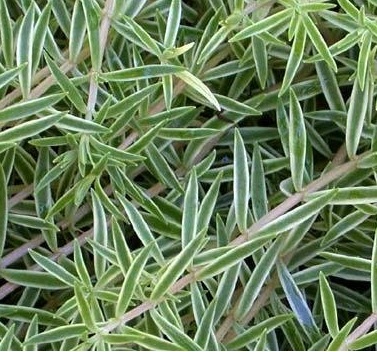 Sedum, Carpet Sedum, Variegated Sedum Variegatum